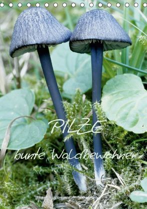 Pilze (Tischkalender 2019 DIN A5 hoch) von N.,  N.