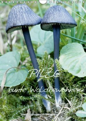 Pilze (Wandkalender 2019 DIN A4 hoch) von N.,  N.