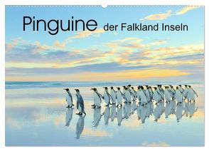 Pinguine der Falkland Inseln (Wandkalender 2024 DIN A2 quer), CALVENDO Monatskalender von Weiß,  Elmar