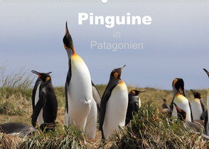 Pinguine in Patagonien (Wandkalender 2023 DIN A2 quer) von Göb,  Clemens, Köhler,  Ute