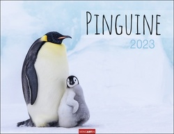 Pinguine Kalender 2023. Posterkalender mit Kaiser-, Adelie-, Zügel- und Felsenpinguinen. Großer Wandkalender für Tierfreunde. Von namhaften Fotografen gestalteter Naturkalender. von Hubert,  Marie-Luce, Klein,  Jean-Louis, Weingarten