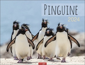 Pinguine Kalender 2024