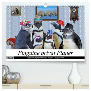 Pinguine privat Planer (hochwertiger Premium Wandkalender 2024 DIN A2 quer), Kunstdruck in Hochglanz von glandarius,  Garrulus