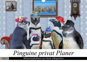 Pinguine privat Planer (Wandkalender 2023 DIN A3 quer) von glandarius,  Garrulus