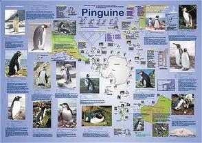 Pinguine von Wennemann,  A