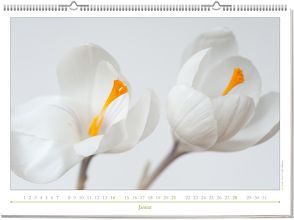 Poesie der Blumen 2018