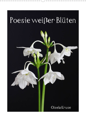 Poesie weißer Blüten (Wandkalender 2023 DIN A2 hoch) von Kruse,  Gisela