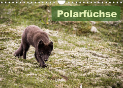 Polarfüchse (Wandkalender 2023 DIN A4 quer) von Gimpel,  Frauke