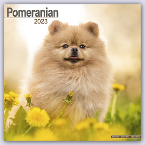 Pomeranians – Zwergspitze 2023 – 16-Monatskalender