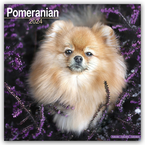 Pomeranians – Zwergspitze 2024 – 16-Monatskalender