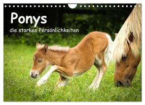 Ponys, die starken Persönlichkeiten (Wandkalender 2024 DIN A4 quer), CALVENDO Monatskalender von Seiboth,  Berit