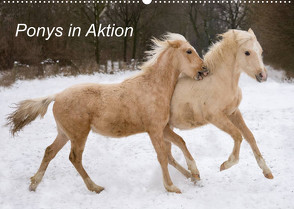 Ponys in Aktion (Wandkalender 2022 DIN A2 quer) von Hahn,  Günter