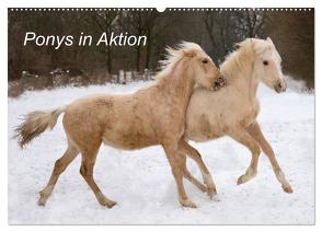 Ponys in Aktion (Wandkalender 2024 DIN A2 quer), CALVENDO Monatskalender von Hahn,  Günter