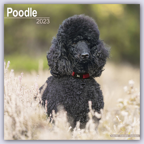 Poodle – Pudel 2023 – 16-Monatskalender