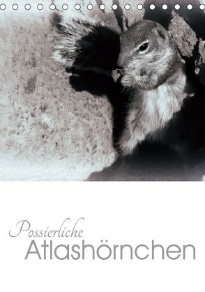 Possierliche Atlashörnchen (Tischkalender 2020 DIN A5 hoch) von M. Laube,  Lucy