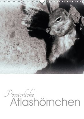 Possierliche Atlashörnchen (Wandkalender 2018 DIN A3 hoch) von M. Laube,  Lucy