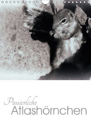 Possierliche Atlashörnchen (Wandkalender 2018 DIN A4 hoch) von M. Laube,  Lucy