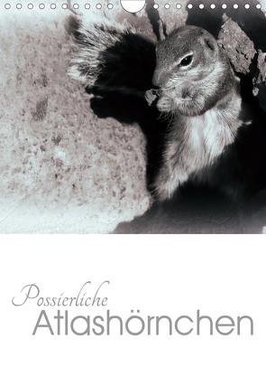 Possierliche Atlashörnchen (Wandkalender 2020 DIN A4 hoch) von M. Laube,  Lucy