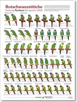 Poster Rotschwanzsittiche von Arndt,  Thomas