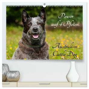 Power auf 4 Pfoten. Australian Cattle Dog (hochwertiger Premium Wandkalender 2024 DIN A2 quer), Kunstdruck in Hochglanz von Starick,  Sigrid