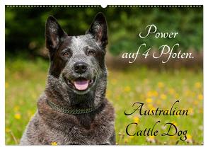 Power auf 4 Pfoten. Australian Cattle Dog (Wandkalender 2024 DIN A2 quer), CALVENDO Monatskalender von Starick,  Sigrid