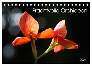 Prachtvolle Orchideen (Tischkalender 2024 DIN A5 quer), CALVENDO Monatskalender von SchnelleWelten,  SchnelleWelten