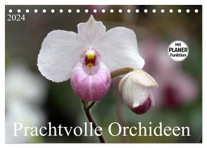 Prachtvolle Orchideen (Tischkalender 2024 DIN A5 quer), CALVENDO Monatskalender von SchnelleWelten,  SchnelleWelten