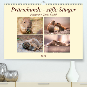 Präriehunde – süße Säuger (Premium, hochwertiger DIN A2 Wandkalender 2021, Kunstdruck in Hochglanz) von Riedel,  Tanja