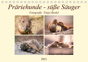 Präriehunde – süße Säuger (Tischkalender 2021 DIN A5 quer) von Riedel,  Tanja