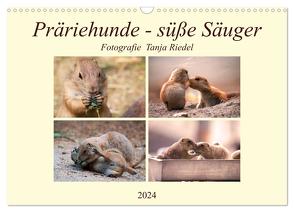 Präriehunde – süße Säuger (Wandkalender 2024 DIN A3 quer), CALVENDO Monatskalender von Riedel,  Tanja