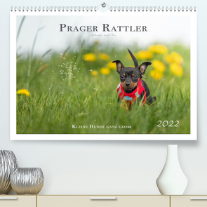 Prager Rattler – Black and Tan – Kleine Hunde ganz groß (Premium, hochwertiger DIN A2 Wandkalender 2022, Kunstdruck in Hochglanz) von - Seelenbilder,  Julo