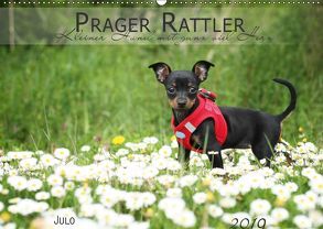 Prager Rattler (Wandkalender 2019 DIN A2 quer) von Julo-Seelenbider