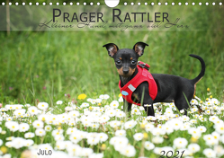 Prager Rattler (Wandkalender 2021 DIN A4 quer) von Julo-Seelenbider