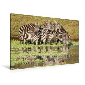 Premium Textil-Leinwand 120 x 80 cm Quer-Format Äsende Zebras | Wandbild, HD-Bild auf Keilrahmen, Fertigbild auf hochwertigem Vlies, Leinwanddruck von Ingo Gerlach