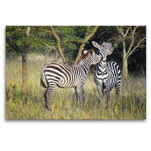 Premium Textil-Leinwand 120 x 80 cm Quer-Format Zebras | Wandbild, HD-Bild auf Keilrahmen, Fertigbild auf hochwertigem Vlies, Leinwanddruck von Flori0