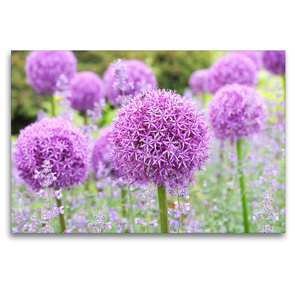 Premium Textil-Leinwand 120 x 80 cm Quer-Format Allium Globemaster | Wandbild, HD-Bild auf Keilrahmen, Fertigbild auf hochwertigem Vlies, Leinwanddruck von Gisela Kruse