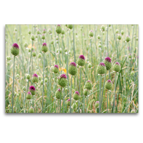 Premium Textil-Leinwand 120 x 80 cm Quer-Format Allium sphaerocephalon | Wandbild, HD-Bild auf Keilrahmen, Fertigbild auf hochwertigem Vlies, Leinwanddruck von Gisela Kruse