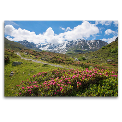 Premium Textil-Leinwand 120 x 80 cm Quer-Format Alpenrosen am Dürrboden | Wandbild, HD-Bild auf Keilrahmen, Fertigbild auf hochwertigem Vlies, Leinwanddruck von SusaZoom