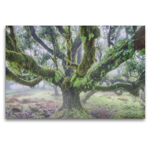 Premium Textil-Leinwand 120 x 80 cm Quer-Format Alter Lorbeerbaum im Nebel | Wandbild, HD-Bild auf Keilrahmen, Fertigbild auf hochwertigem Vlies, Leinwanddruck von Juergen Schonnop