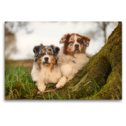 Premium Textil-Leinwand 120 x 80 cm Quer-Format Australian Shepherds Paul und Maex | Wandbild, HD-Bild auf Keilrahmen, Fertigbild auf hochwertigem Vlies, Leinwanddruck von Annett Mirsberger