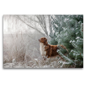 Premium Textil-Leinwand 120 x 80 cm Quer-Format Australian Shepherd in frostiger Winterlandschaft | Wandbild, HD-Bild auf Keilrahmen, Fertigbild auf hochwertigem Vlies, Leinwanddruck von Annett Mirsberger www.tierpfoto.de