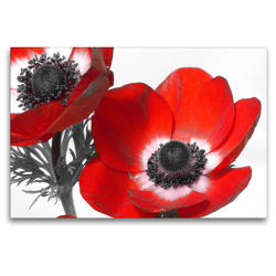 Premium Textil-Leinwand 120 x 80 cm Quer-Format Anemonen | Wandbild, HD-Bild auf Keilrahmen, Fertigbild auf hochwertigem Vlies, Leinwanddruck von Stefanie Kools