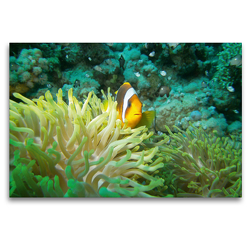 Premium Textil-Leinwand 120 x 80 cm Quer-Format Anemonenfisch | Wandbild, HD-Bild auf Keilrahmen, Fertigbild auf hochwertigem Vlies, Leinwanddruck von Janita Webeler