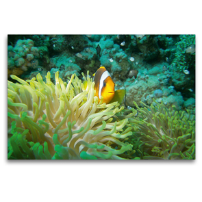 Premium Textil-Leinwand 120 x 80 cm Quer-Format Anemonenfisch | Wandbild, HD-Bild auf Keilrahmen, Fertigbild auf hochwertigem Vlies, Leinwanddruck von Janita Webeler