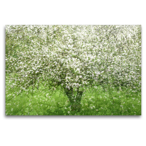 Premium Textil-Leinwand 120 x 80 cm Quer-Format Apfelbaum | Wandbild, HD-Bild auf Keilrahmen, Fertigbild auf hochwertigem Vlies, Leinwanddruck von Franziska Lenferink