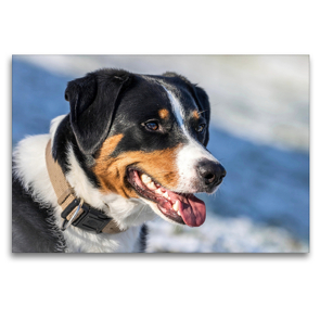 Premium Textil-Leinwand 120 x 80 cm Quer-Format Appenzeller Sennenhund | Wandbild, HD-Bild auf Keilrahmen, Fertigbild auf hochwertigem Vlies, Leinwanddruck von SchnelleWelten