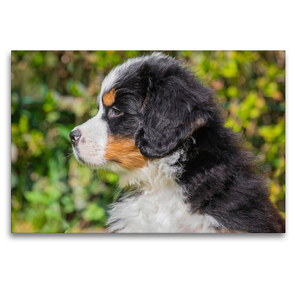 Premium Textil-Leinwand 120 x 80 cm Quer-Format Auch er wird einmal ein großer Bär | Wandbild, HD-Bild auf Keilrahmen, Fertigbild auf hochwertigem Vlies, Leinwanddruck von Sigrid Starick
