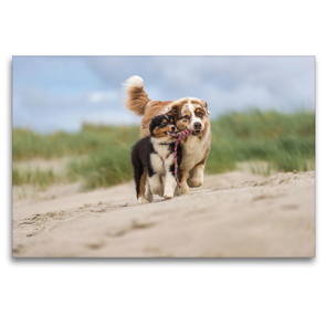 Premium Textil-Leinwand 120 x 80 cm Quer-Format Australian Shepherd spielt mit Aussiewelpe am Strand | Wandbild, HD-Bild auf Keilrahmen, Fertigbild auf hochwertigem Vlies, Leinwanddruck von Annett Mirsberger www.annettmirsberger.de