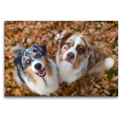 Premium Textil-Leinwand 120 x 80 cm Quer-Format Australian Shepherds schauen erwartungsvoll in die Kamera , gibt es ein Leckerchen? | Wandbild, HD-Bild auf Keilrahmen, Fertigbild auf hochwertigem Vlies, Leinwanddruck von Annett Mirsberger