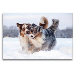 Premium Textil-Leinwand 120 x 80 cm Quer-Format Australian Shepherds toben im Schnee Ein Wintermotiv | Wandbild, HD-Bild auf Keilrahmen, Fertigbild auf hochwertigem Vlies, Leinwanddruck von Annett Mirsberger tierpfoto